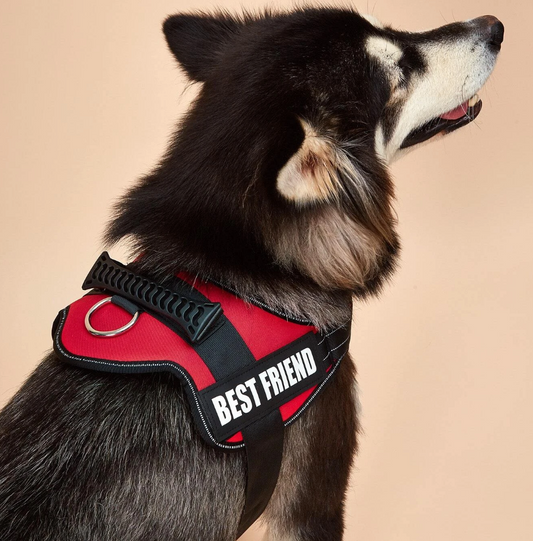 Pet Harness